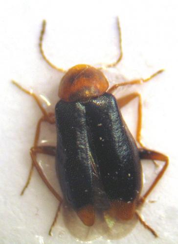 Attalus minimus
