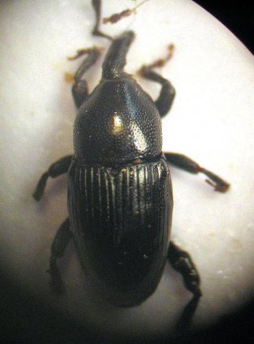 Melanobaris sp.