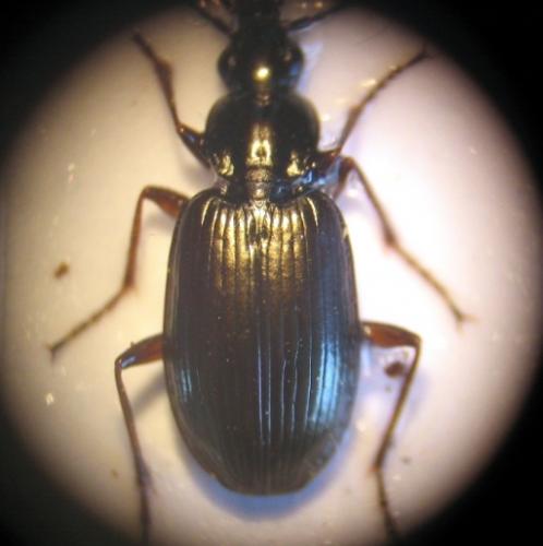 Agonum sp.