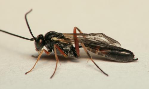 Réf. 17 951 : Campopleginae inconnu