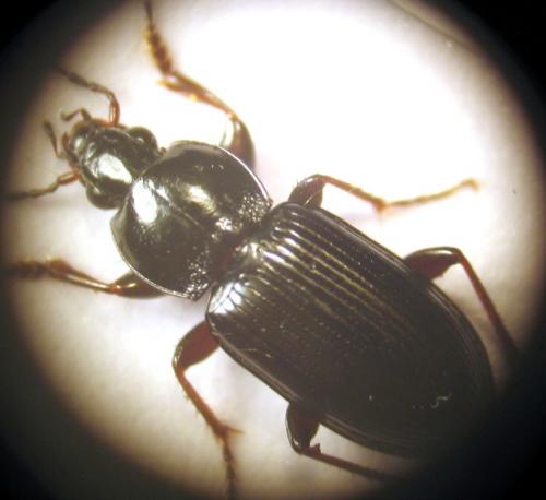 Réf. 17 242 : Pterostichus vernalis