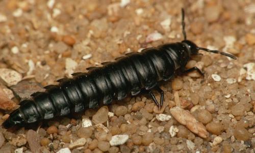 Ablattaria laevigata