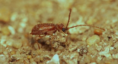 Réf. 17 812 : Ptinus sp.