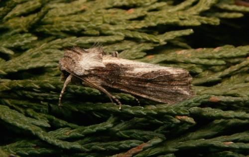 Egira conspicillaris