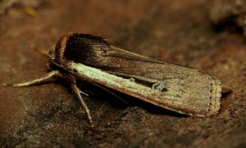 Réf. 17 647 : Ochropleura leucogaster