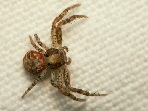 Xysticus sp.