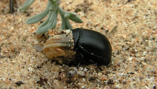 Ablattaria laevigata