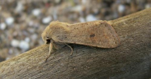Réf. 17 100 : Orthosia cruda