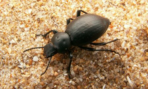Réf. 17 117 : Tentyria interrupta