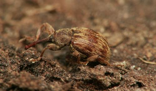 Réf. 17 116 : Anthonomus rectirostris