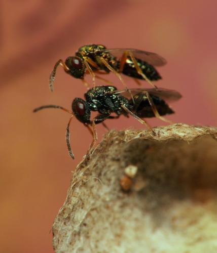 Pteromalus puparum