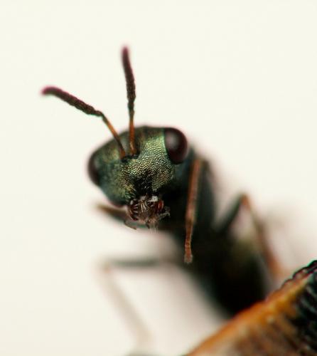 Réf. 17 352 : Pteromalus puparum
