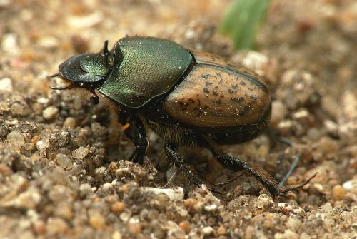 Réf. 17 727 : Onthophagus vacca