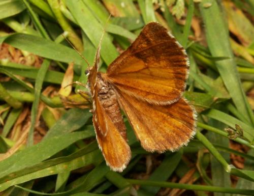 Bupalus piniaria