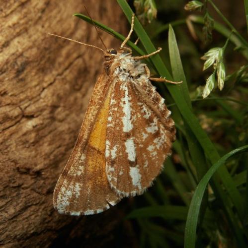 Réf. 17 814 : Bupalus piniaria