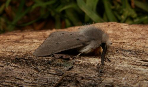 Diaphora mendica