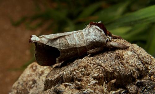Réf. 17 807 : Clostera curtula