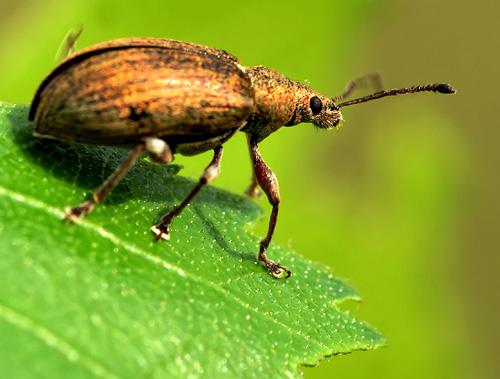 Phyllobius sp.