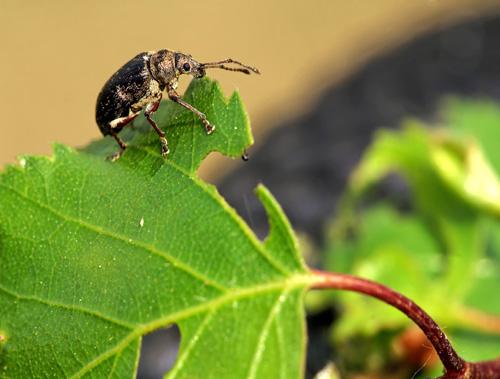 Phyllobius sp.
