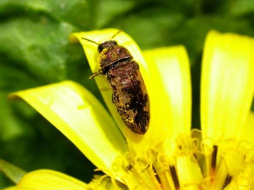 Acmaeodera pilosellae
