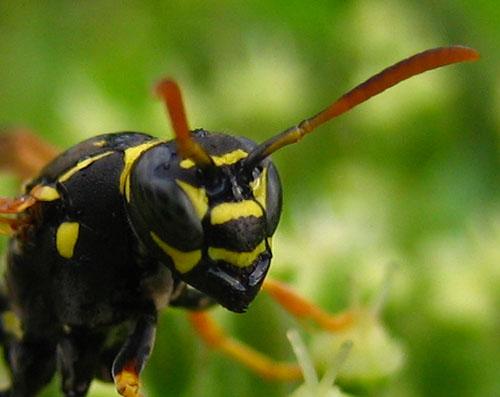 Réf. 17 343 : Polistes nimpha