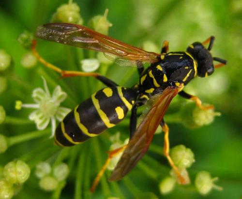 Polistes nimpha
