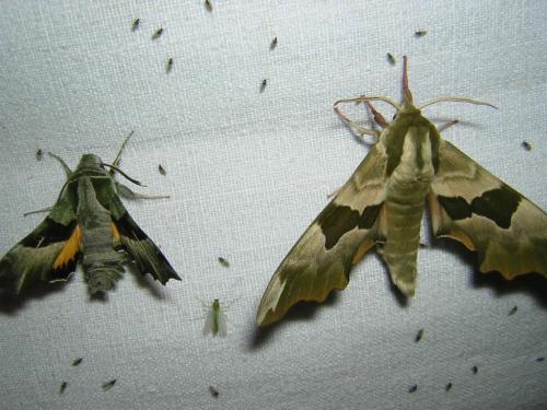 Proserpinus proserpina