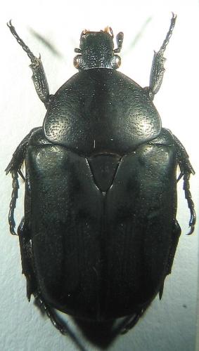 Potosia opaca