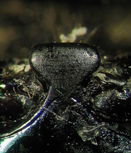 Potosia opaca