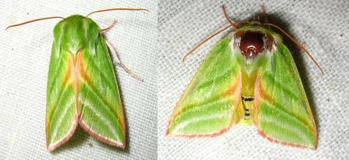 Réf. 17 998 : Pseudoips prasinana