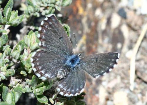 Pseudophilotes sp.