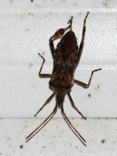 Leptoglossus occidentalis
