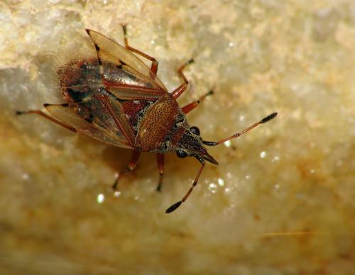 Réf. 17 906 : Kleidocerys resedae