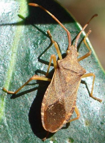 Gonocerus acuteangulatus