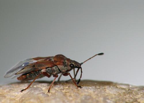 Kleidocerys resedae