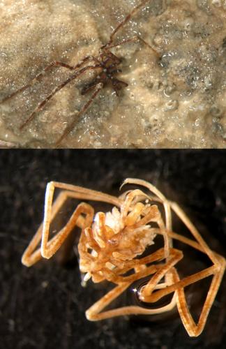 Nymphon gracile