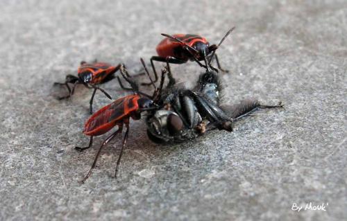 Pyrrhocoris apterus