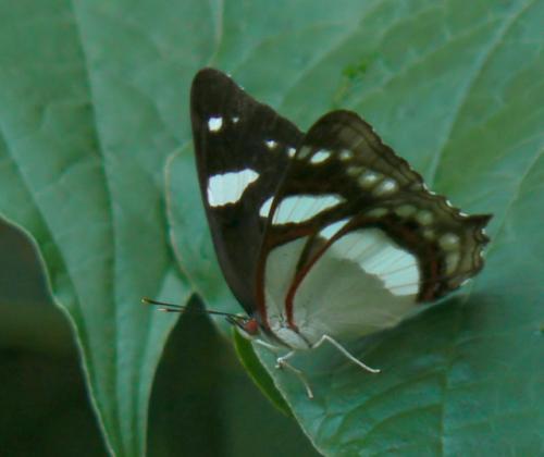 Pyrrhogyra sp.