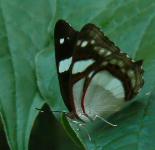 Réf. 17 226 : Pyrrhogyra sp.