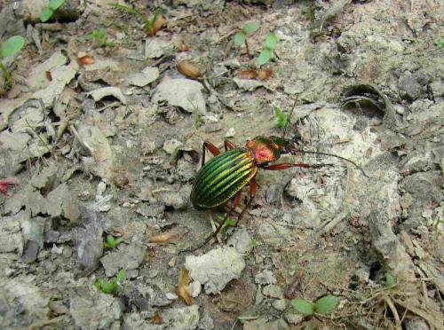 Réf. 17 956 : Carabus auronitens auronitens
