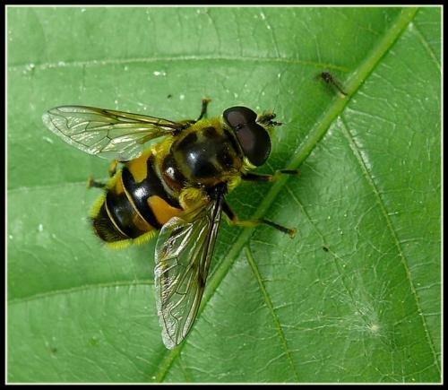 Réf. 17 933 : Myathropa florea