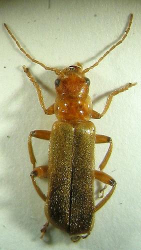 Cantharis cryptica