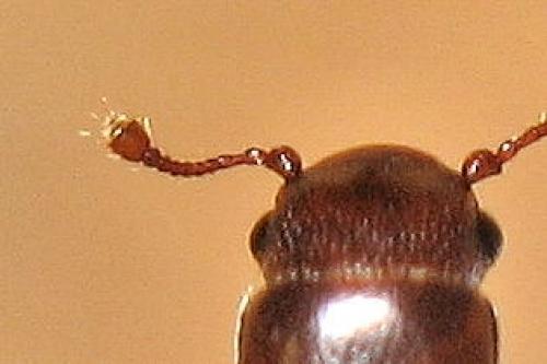 Rhizophagus dispar