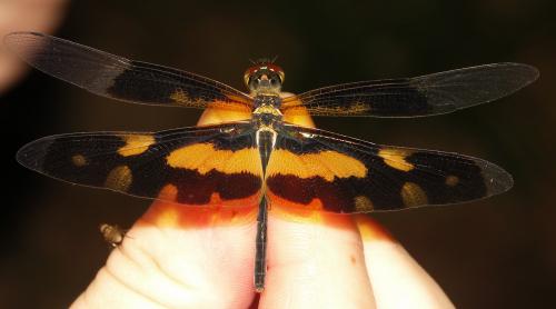 Rhyothemis variegata