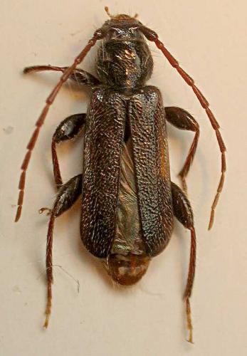 Poecilium pusillum