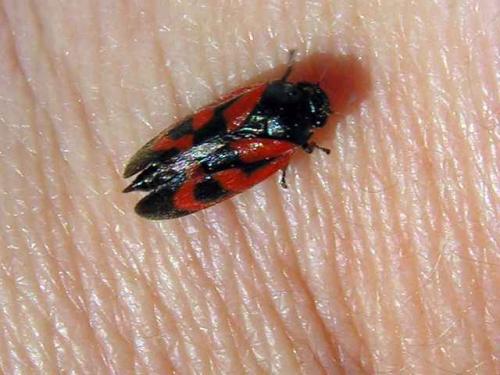 Haematoloma dorsata