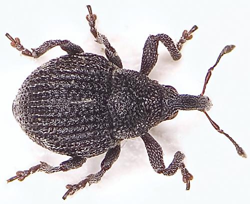 Rutidosoma graminosus