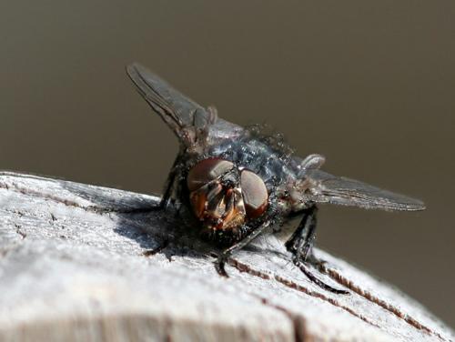 Calliphora vicina