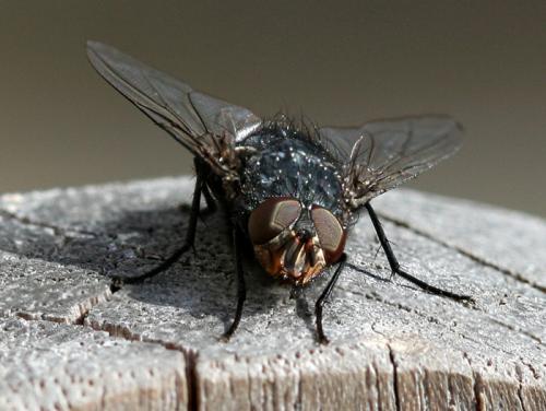 Calliphora vicina