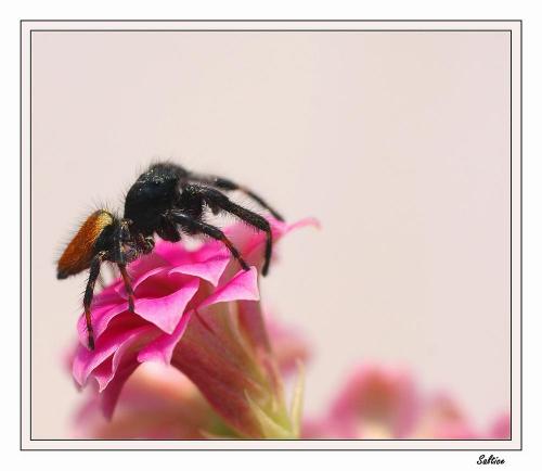 Carrhotus xanthogramma